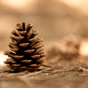pinecone