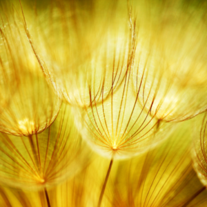 Dandelions