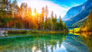 sunset through trees